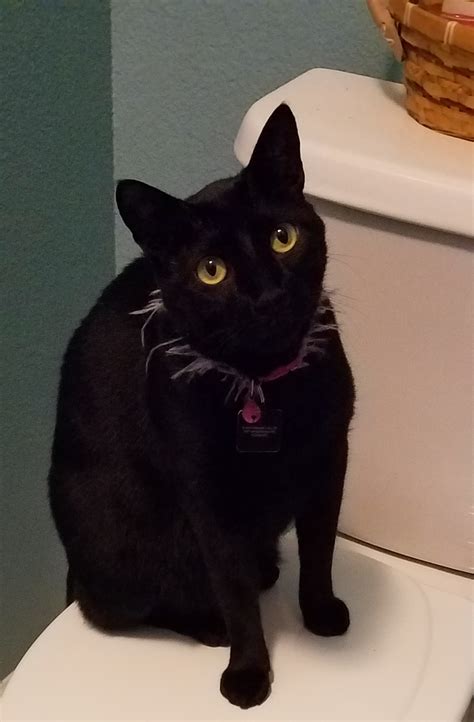Lost Cat Domestic Short Hair In Sacramento Ca Lost My Kitty