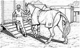 Ausmalbilder Pferde Malvorlage Springen Turnier Mandalas Ramp Ausmalbildkostenlos sketch template