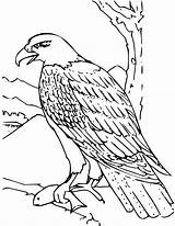 Coloring Eagle Book Bald Pages Animals Education Formats Available Clip sketch template