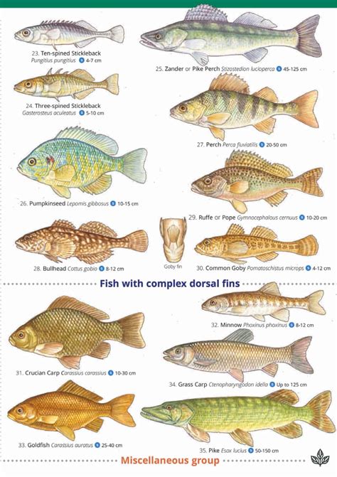 fish guide field studies council