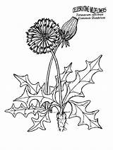 Coloring Dandelion Pages Herbs Printable Colouring Kids Weeds Dandelions Color Sheets Drawing Blowing Silhouette Plants Clip Getcolorings Getdrawings Plant Designlooter sketch template