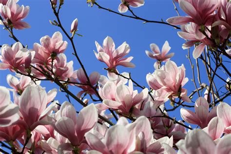 shaken    magnolias  revealed