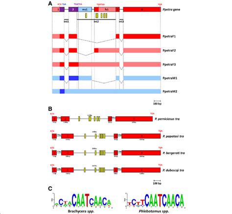 P Perniciosus Tra Genomic Organization And Evolution A