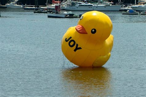 giant rubber duck named joy appears in belfast maine and town loves it