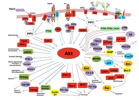 focus on the akt cell signaling pathway…