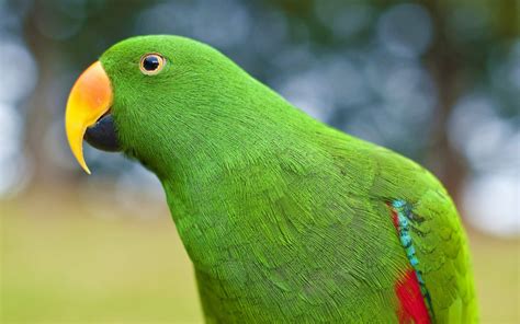 eclectus parrot bird tropical  wallpapers hd desktop  mobile
