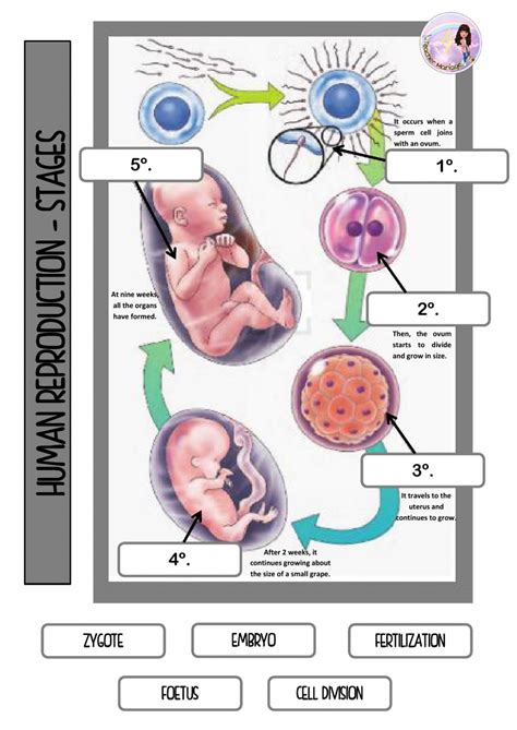 Ejercicio De Human Reproduction Stages