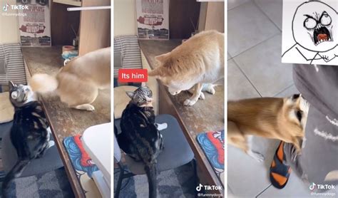 Tiktok Viral Gato Muerde La Cola De Un Perro Y ‘echa La Culpa’ A Su