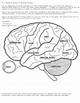 Brain Coloring Anatomy Human Pages Printable Physiology Drawing Book Spinal Pdf Diagram Eyes Cord Eye Kids Colouring Print Template Simple sketch template