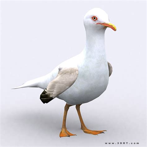 model drt seagull vr ar  poly rigged animated cgtradercom