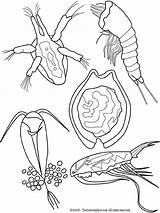 Zooplankton Coloring Pages Colouring Marine Ocean Print Lightupyourbrain sketch template