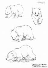 Sketch Bear Animal Daily Polar Cub Cubs Drawing Bears Draw Grizzly Last Getdrawings sketch template