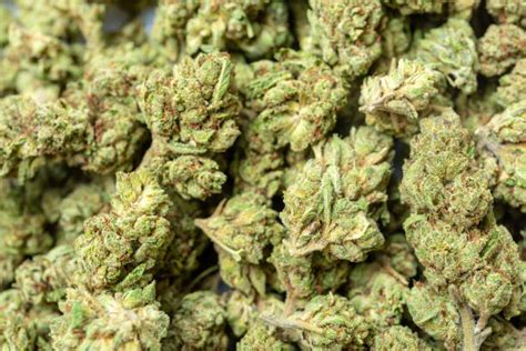 marijuana bud stock  pictures royalty  images istock