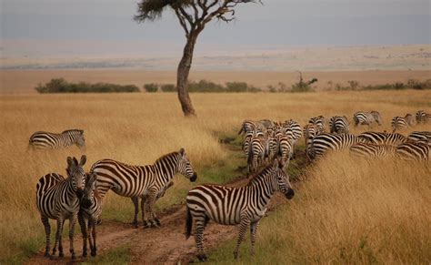 kenya wildlife safari  masai mara national park