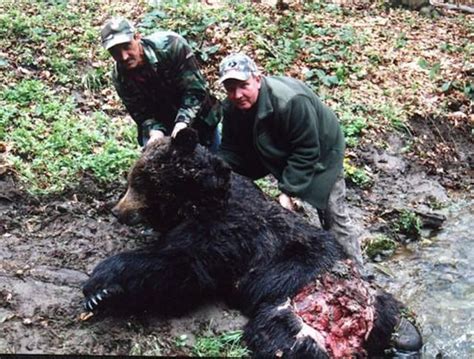 A Ussuri Brown Bear Killed And Partially Consumed By An Amur Tiger