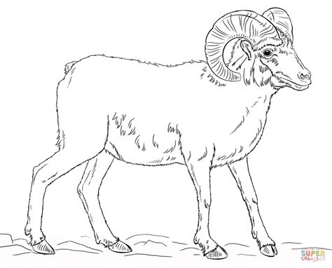 bighorn sheep coloring   designlooter