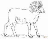 Sheep Bighorn Coloring Outline Pages Desert Drawings Printable Kids Animals Drawing Rocky Mountains Popular sketch template