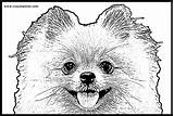 Coloring Pomeranian Pomeranians Crayon Coloringhome sketch template