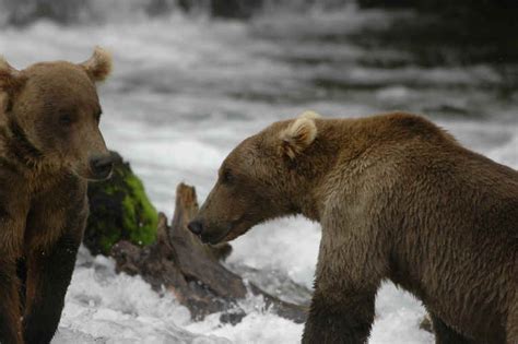 grizzly bear  animals   wild wildlife photography  jim