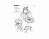 Marine Coloring Biology Book Edition 2nd sketch template