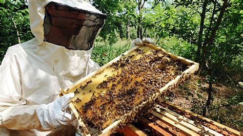les chiffres sur la production de miel font débat les echos