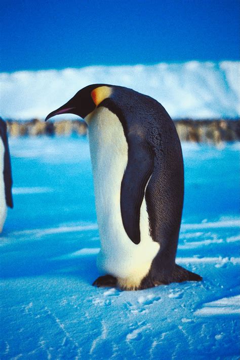 emperor penguins defend  sciencing