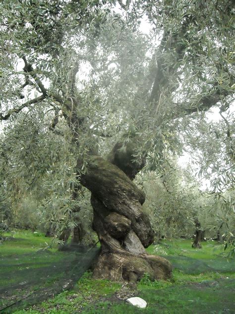history  olives olivegrove chalkidiki greece