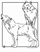 Wolf Wild Wolves Ausmalbilder Husky Malvorlagen Everfreecoloring Coloringhome sketch template