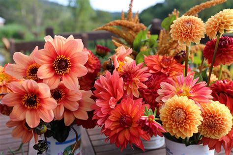 top performing dahlias  summer  longfield gardens