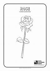 Coloring Pages Rose Cool Flowers sketch template