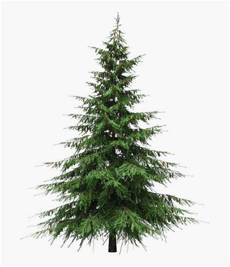 christmas pine tree png  christmas tree  decorations