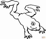 Frog Anfibi Rana Jumping Disegno Dwarfs Stampare Colorear Ranocchia Leaping Sapos Ranas Chachipedia Getdrawings Clipartmag sketch template