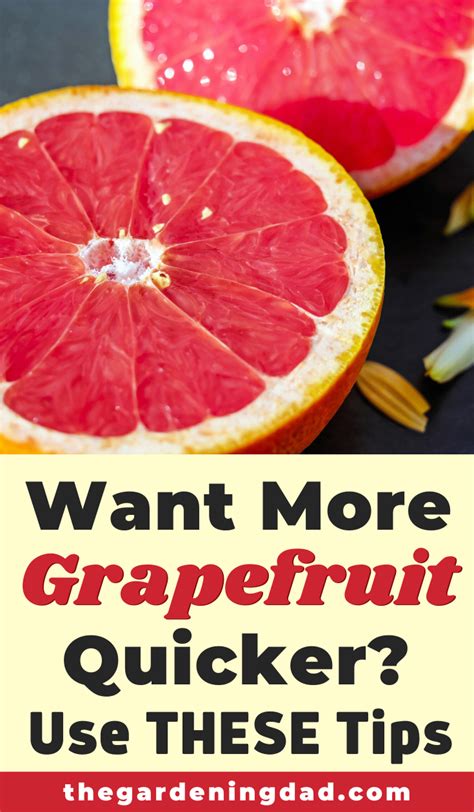 easy steps   grow grapefruit  pots  gardening dad