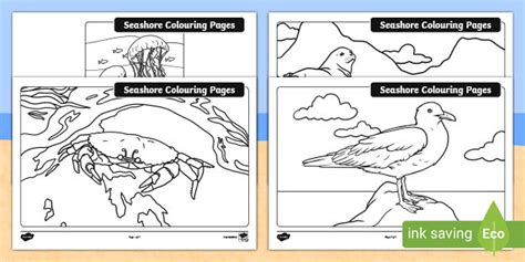 seashore colouring pages juniorsenior infants