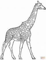Coloring Giraffe Pages Realistic Giraffes Printable Drawing Outline Animals Print Looking Template Getdrawings Kids Exclusive Sketch Search Categories sketch template
