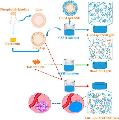 frontiers temperature  ph responsive injectable chitosan hydrogels loaded  doxorubicin