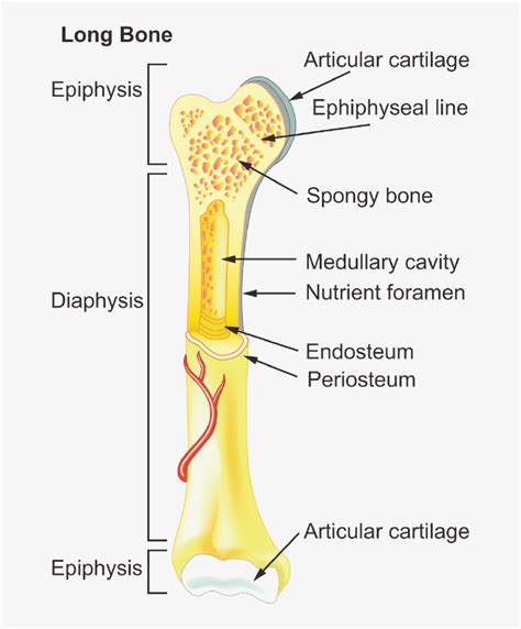 basic long bone diagram labeled structure  function