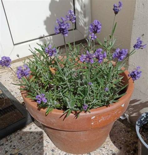 lavender care   grow lavender  pots  containers gardener