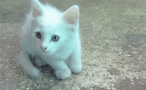 white kitten on tumblr