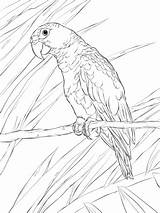Parrot Parrots Rican Supercoloring sketch template
