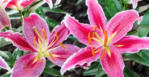stargazer lily flower   grow  care  stargazer lilies