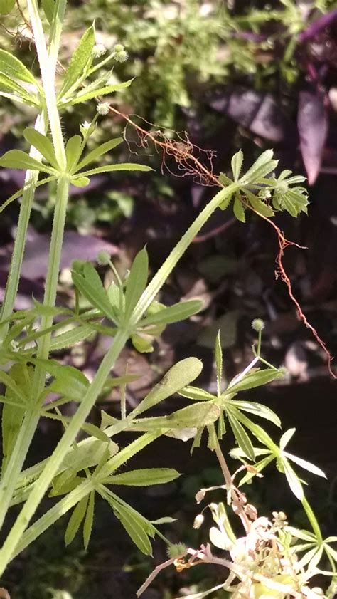 identification what is this weed with ribbed stems and whorls of 1 to 2 long thin leaves