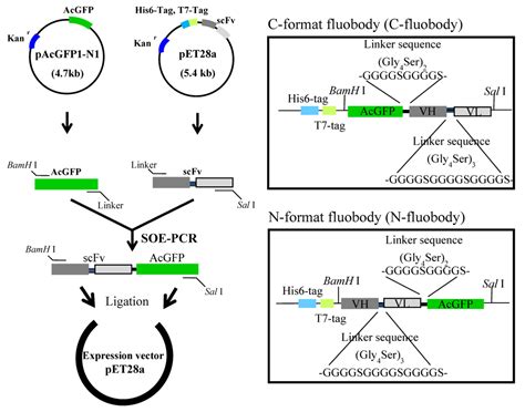 Analytical method scfv