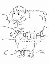 Coloring Sheep Lamb Pages Outline Print Kids Mother Preschool Printable Drawing Clipart Sheets Bighorn Color Its Realistic Getdrawings Everfreecoloring Library sketch template
