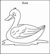 Coloring Duck Pages Printable Kids Print sketch template