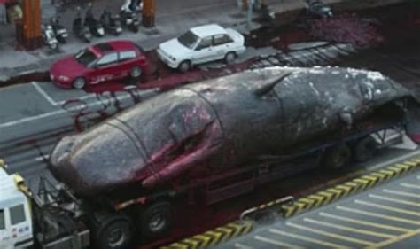how a 50 tonne sperm whale exploded in street covering horrified bystanders in body parts