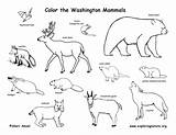 Habitat Animal Coloring Pages Getcolorings Color sketch template