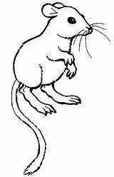 Gerbil Coloring Pages Animal Sheets sketch template