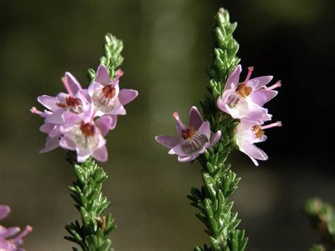 Heather Calluna Vulgaris Flowers Naturegate