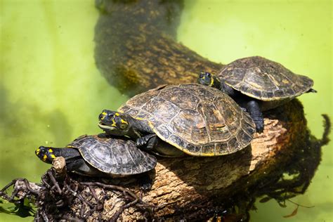 confira especies de tartaruga de agua doce  dicas de criacao guia
